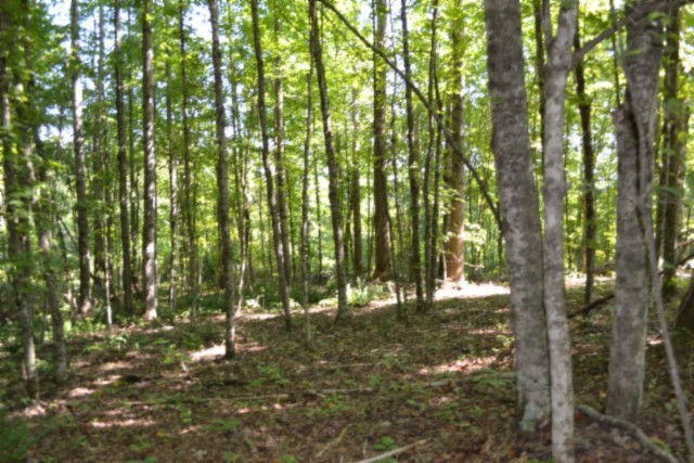 3 Ac Rock Springs Rd Property Photo 32