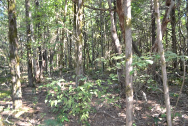 3 Ac Rock Springs Rd Property Photo 34