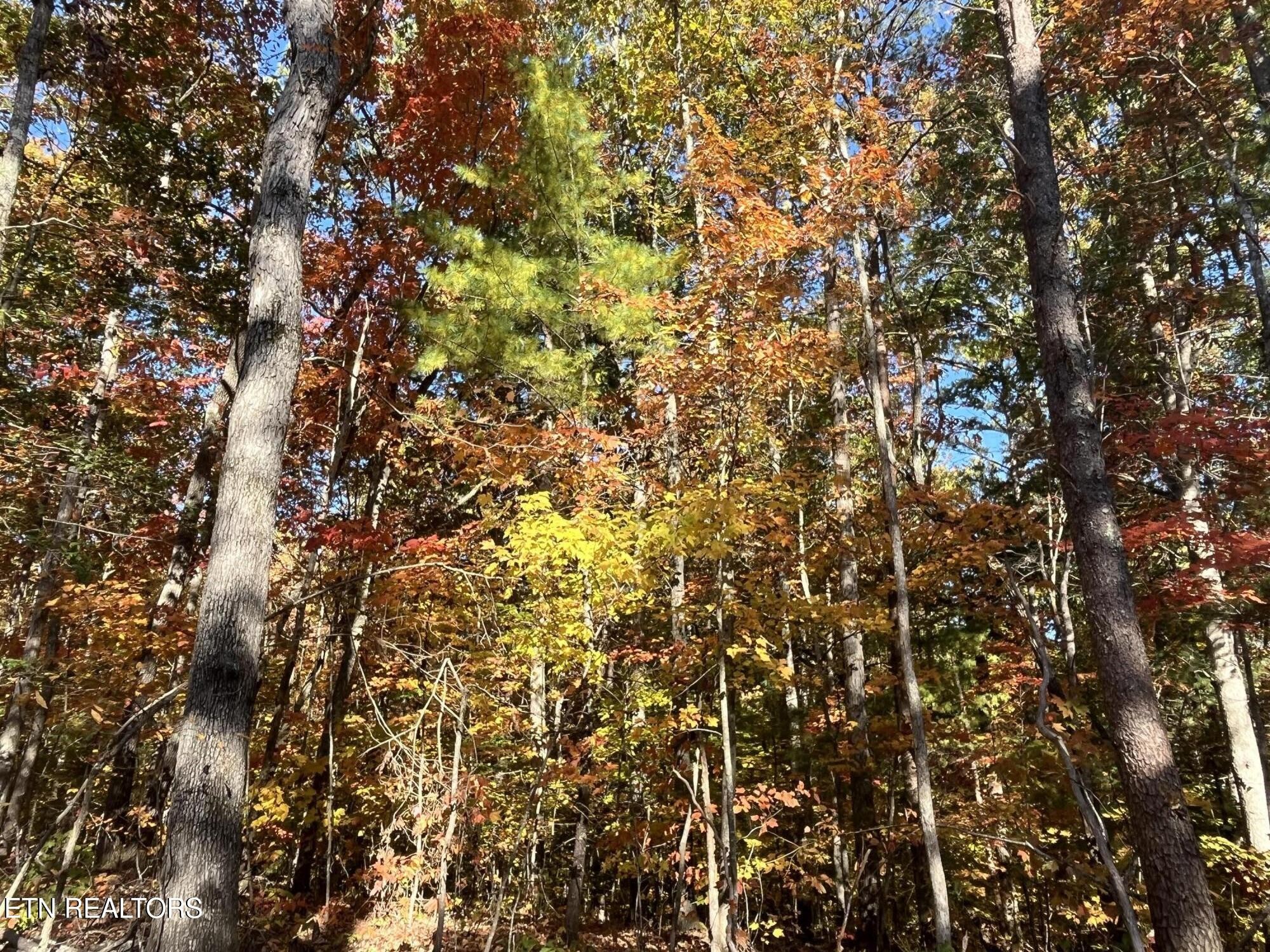 103 Cherokee Path Property Photo 4