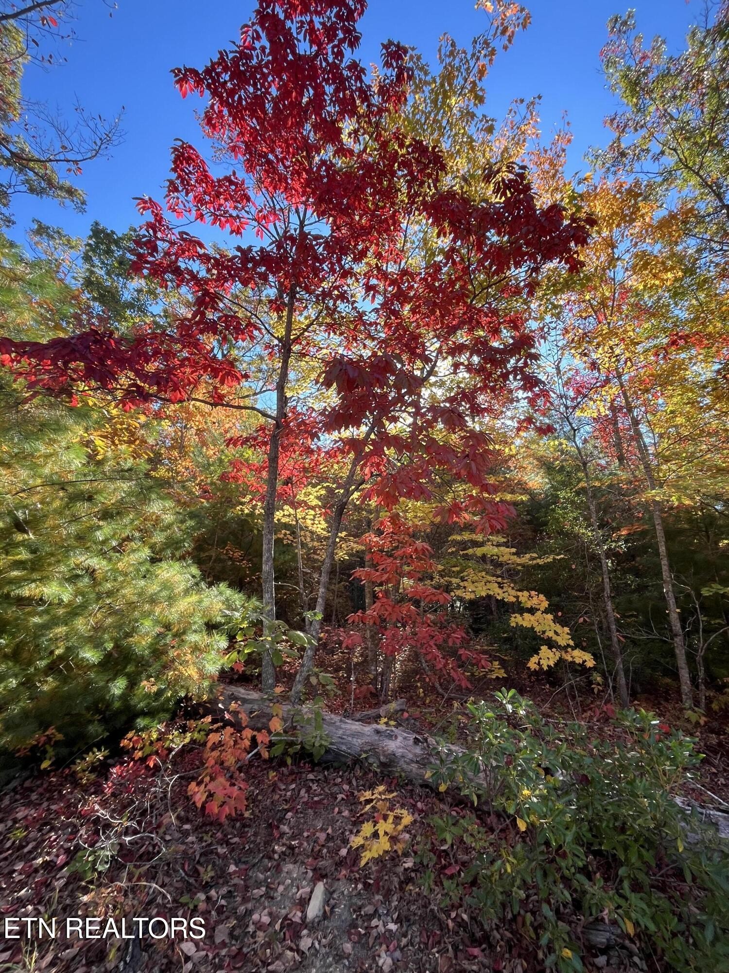 103 Cherokee Path Property Photo 6