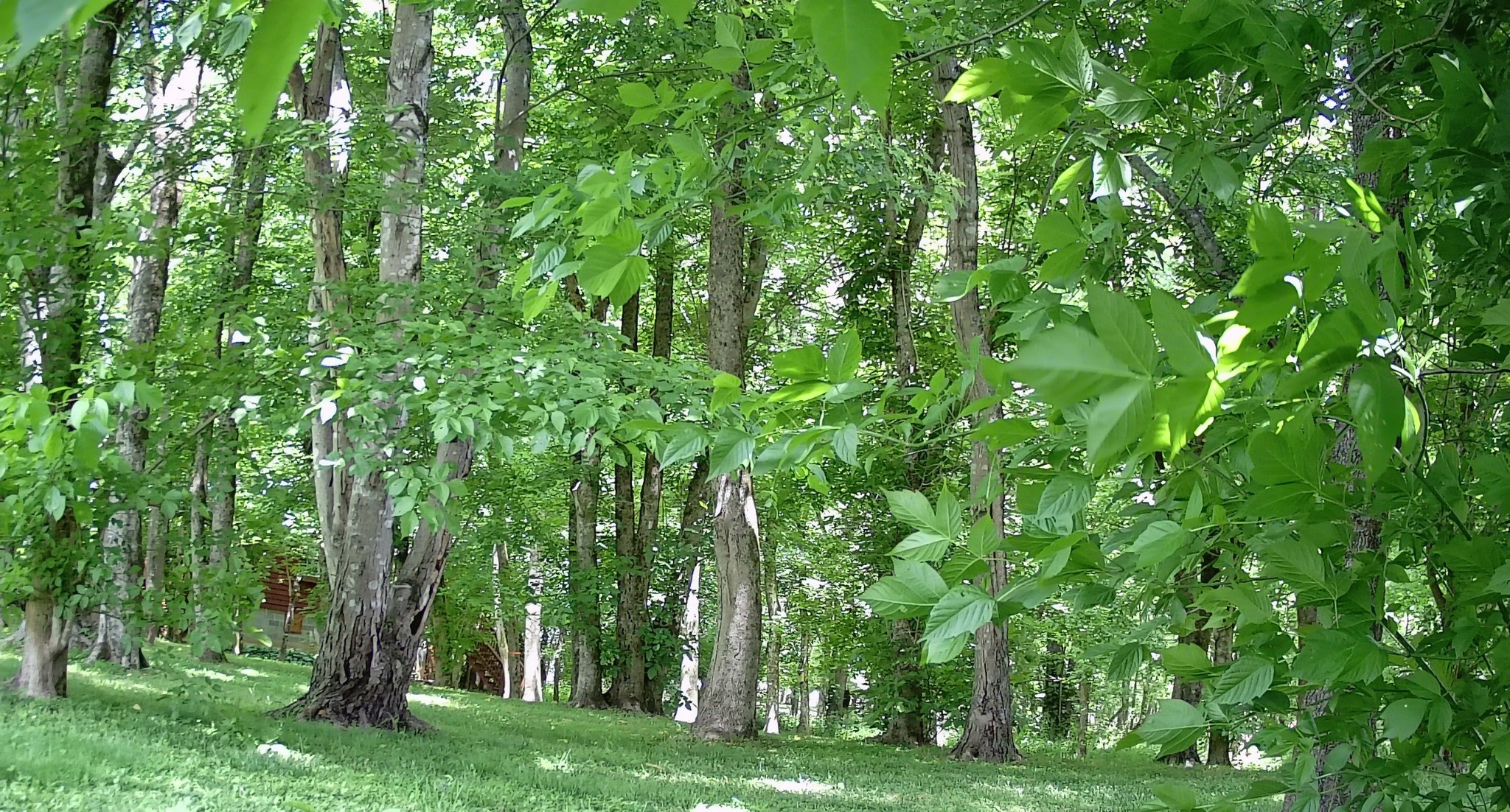 9852 Mullins Cove Rd Property Photo 39