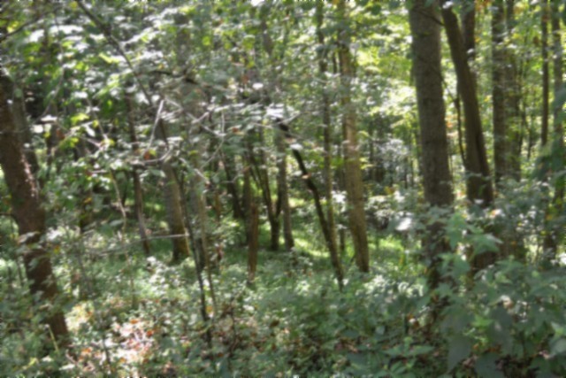 2121 Riley Creek Rd Property Photo 1