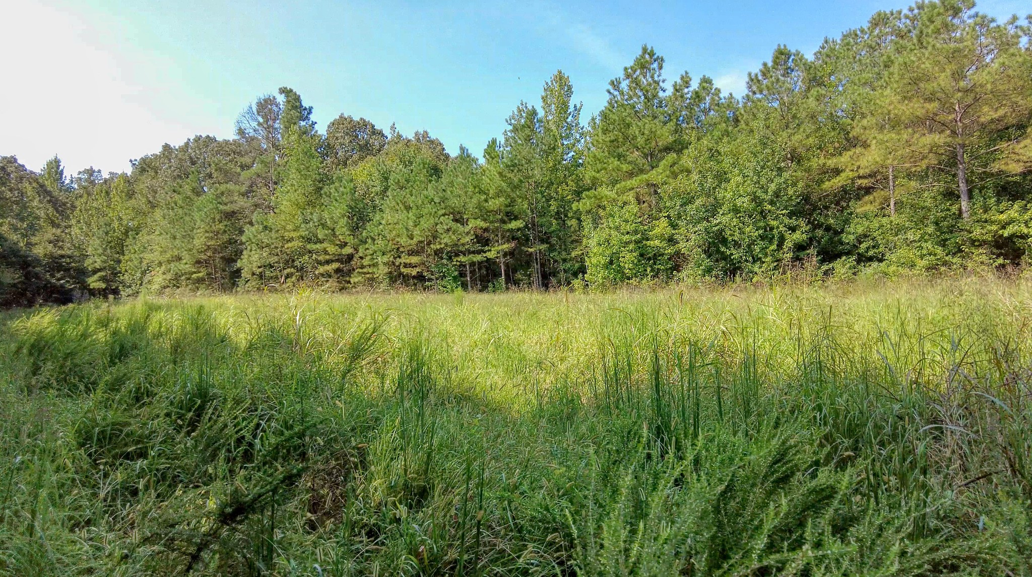 4349 Buena Vista Rd Property Photo 45
