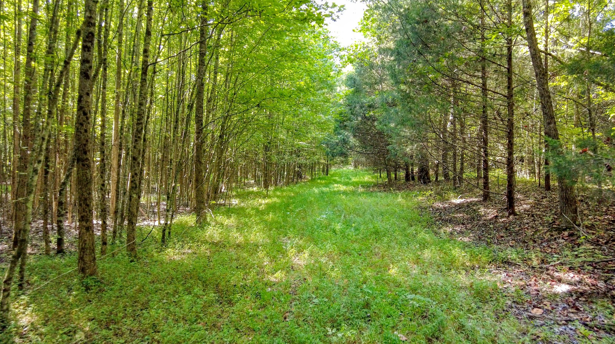 4349 Buena Vista Rd Property Photo 55