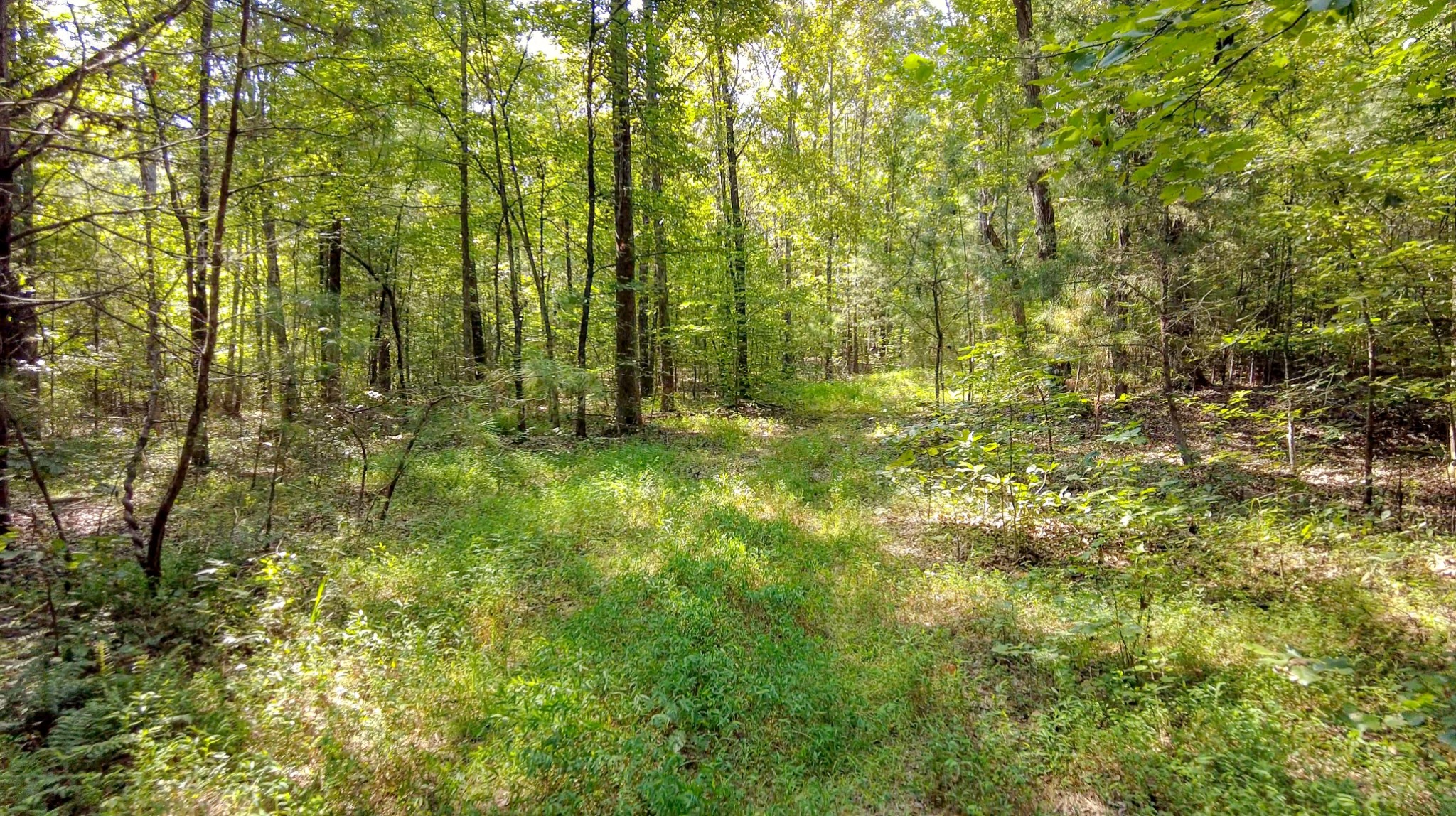 4349 Buena Vista Rd Property Photo 56
