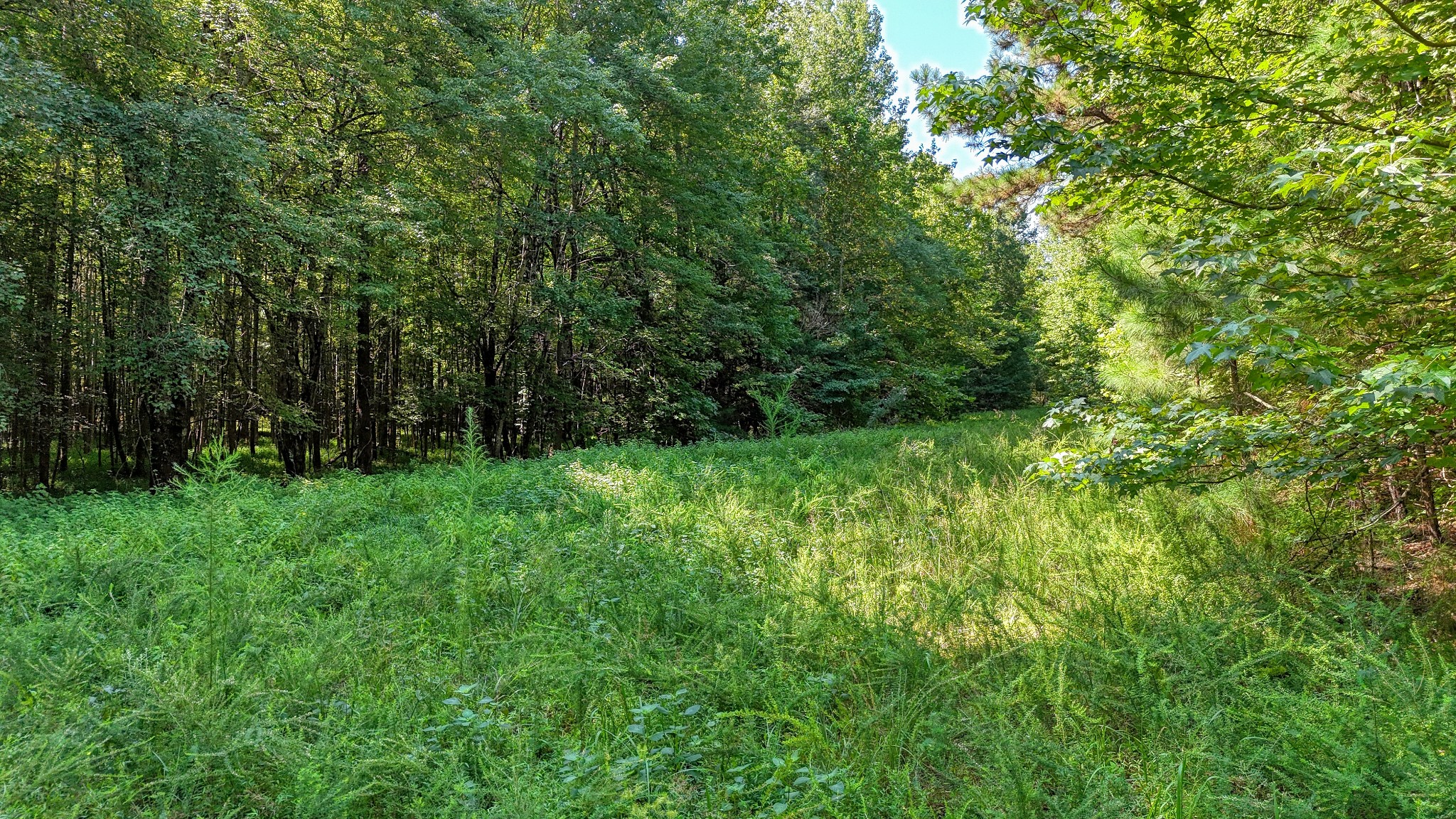 4349 Buena Vista Rd Property Photo 59