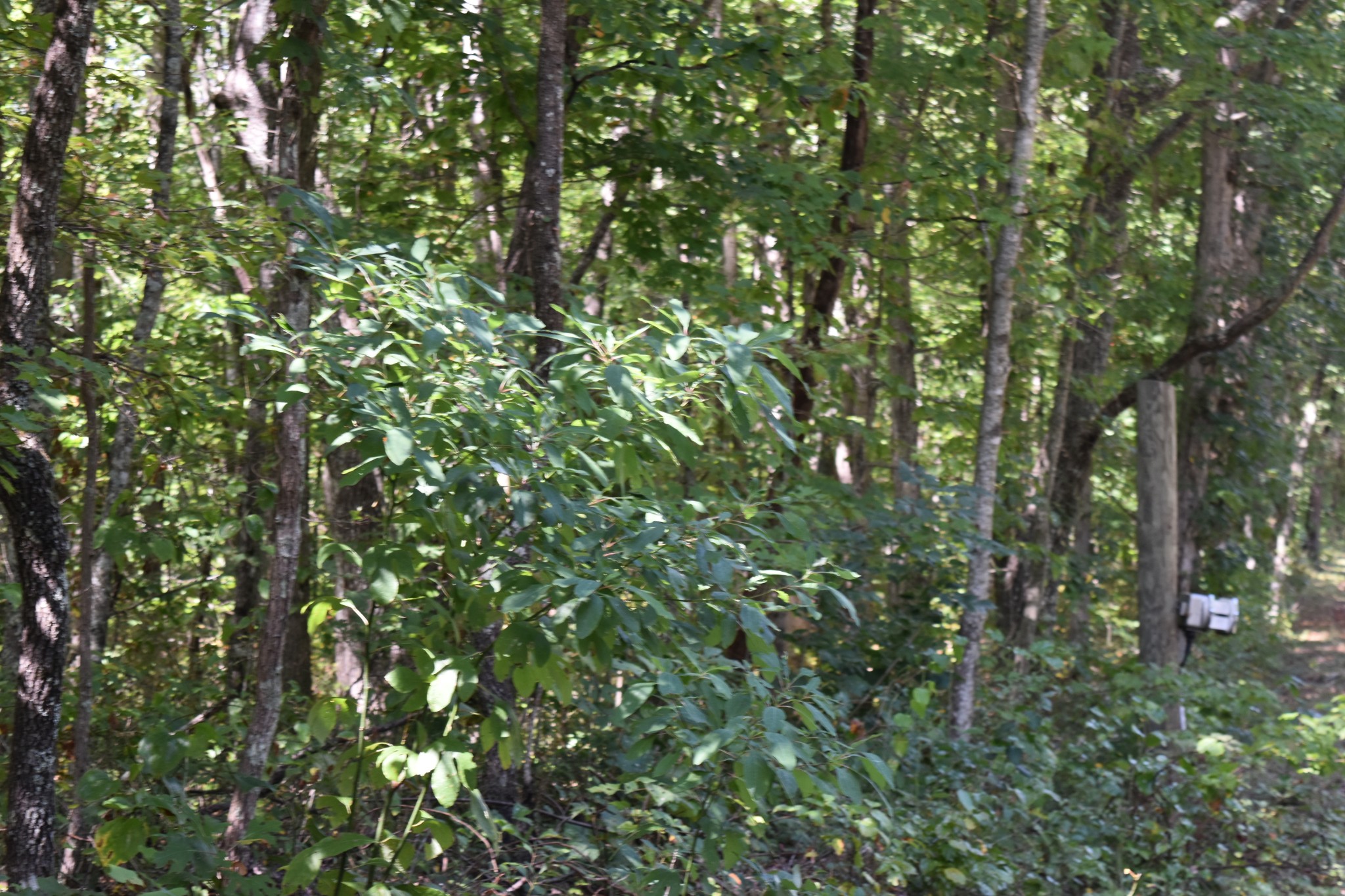 0 Lower Firetower Road Property Photo 2