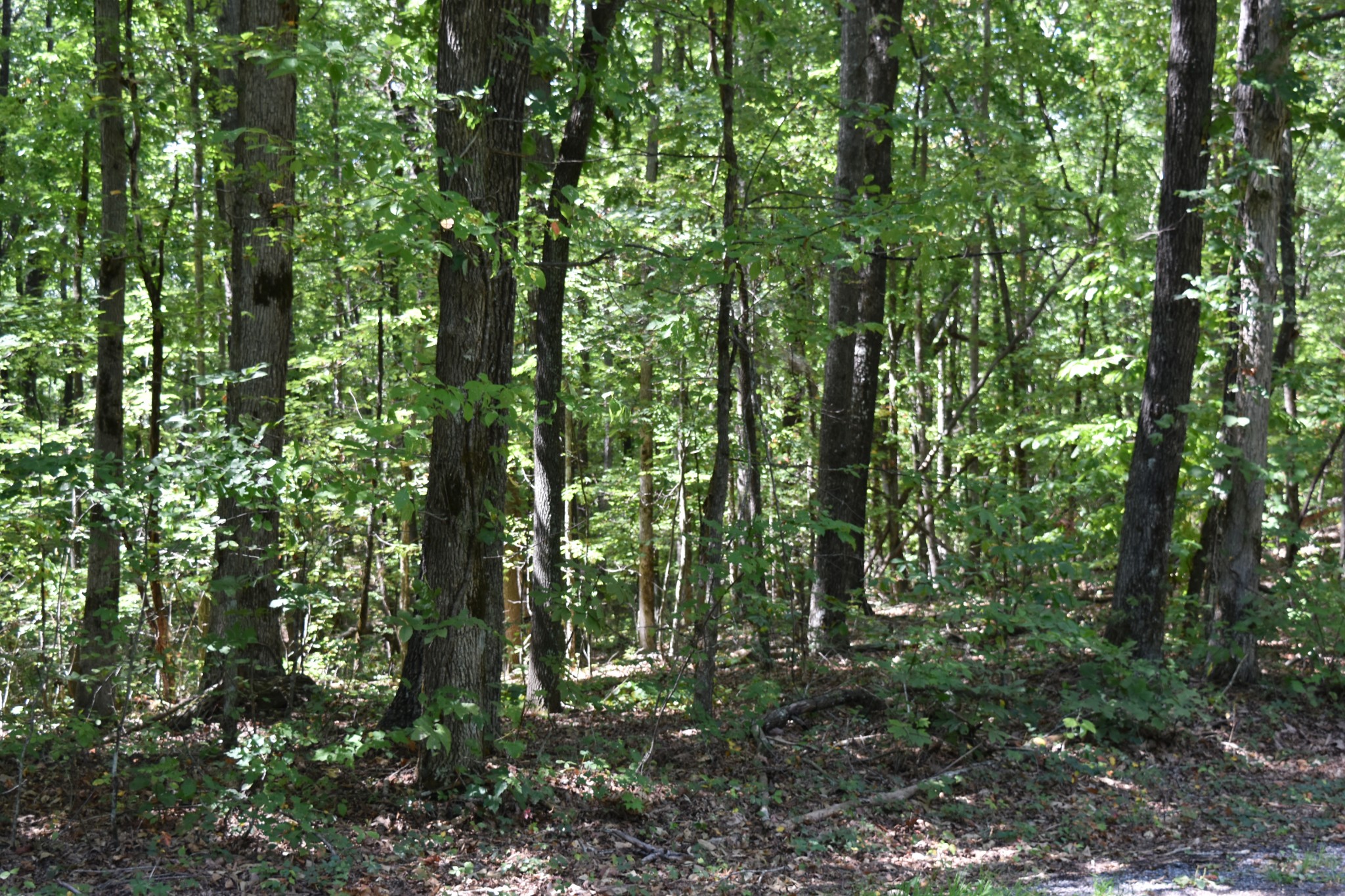 0 Lower Firetower Road Property Photo 3