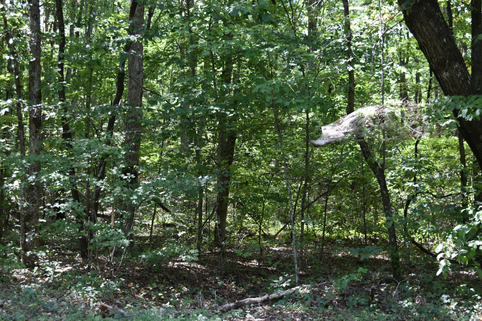 0 Lower Firetower Road Property Photo 4