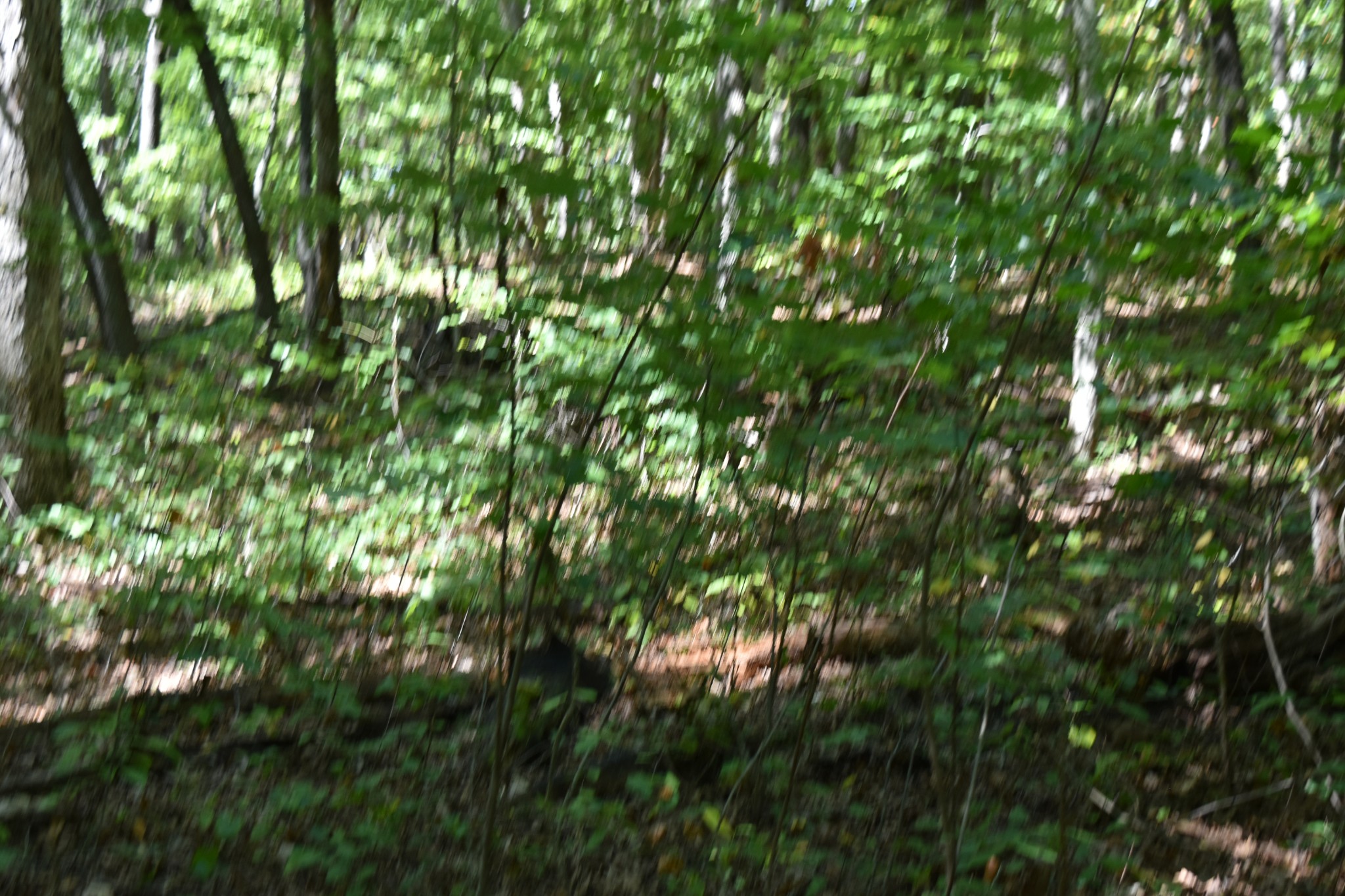 0 Lower Firetower Road Property Photo 5