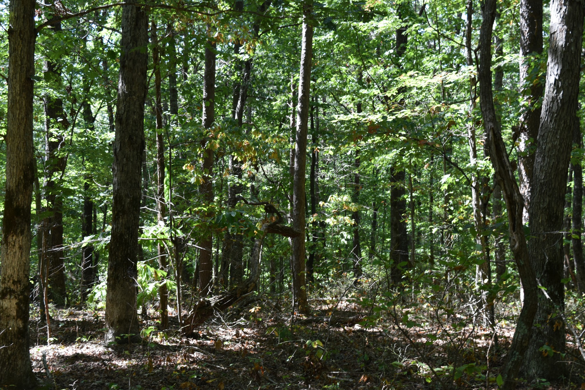 0 Lower Firetower Road Property Photo 7