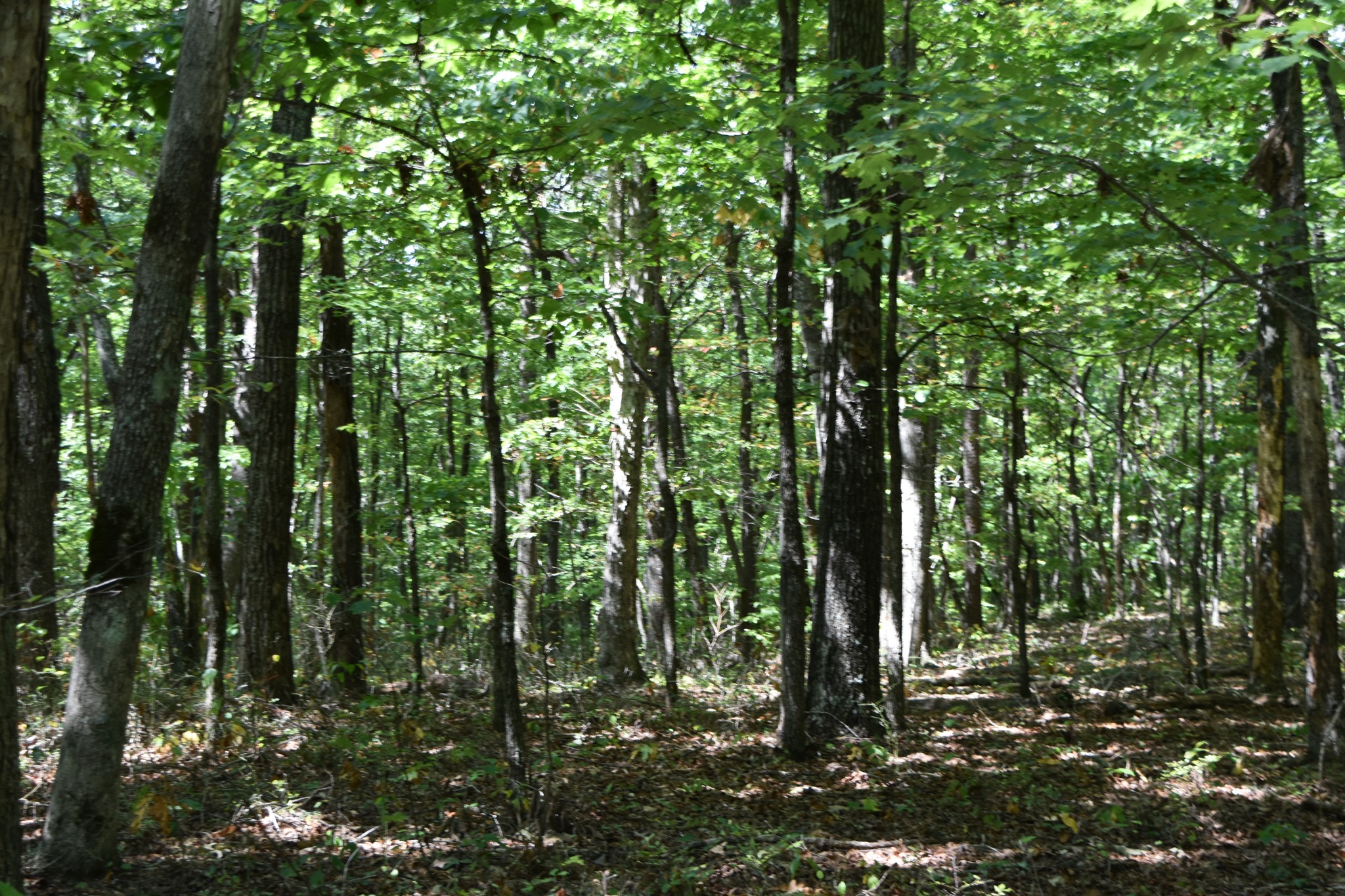 0 Lower Firetower Road Property Photo 8