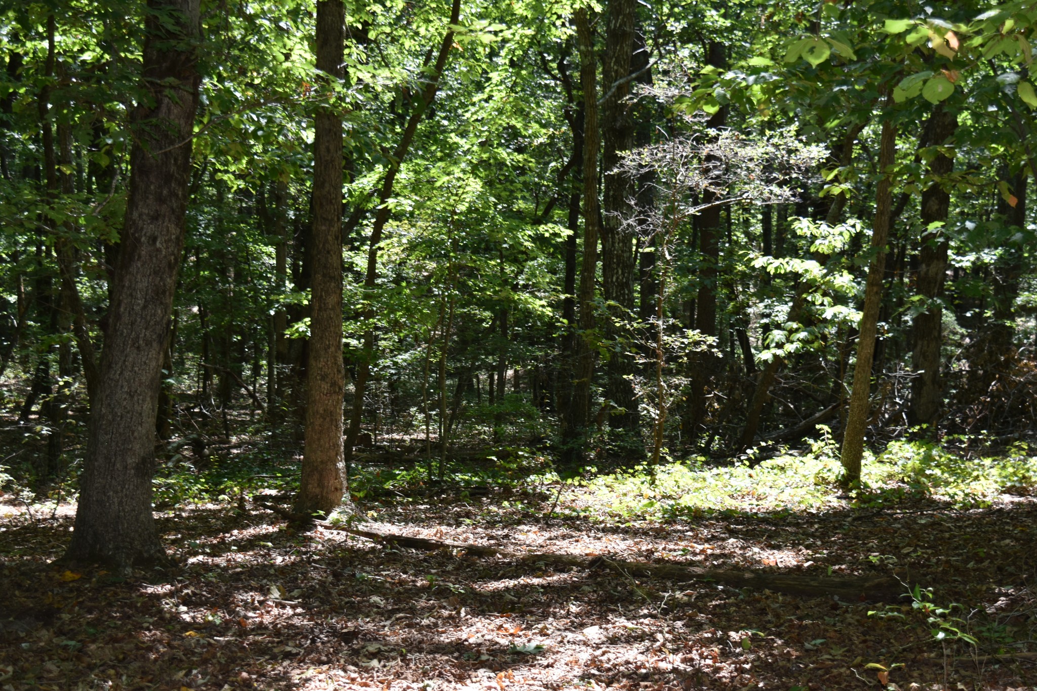 0 Lower Firetower Road Property Photo 9