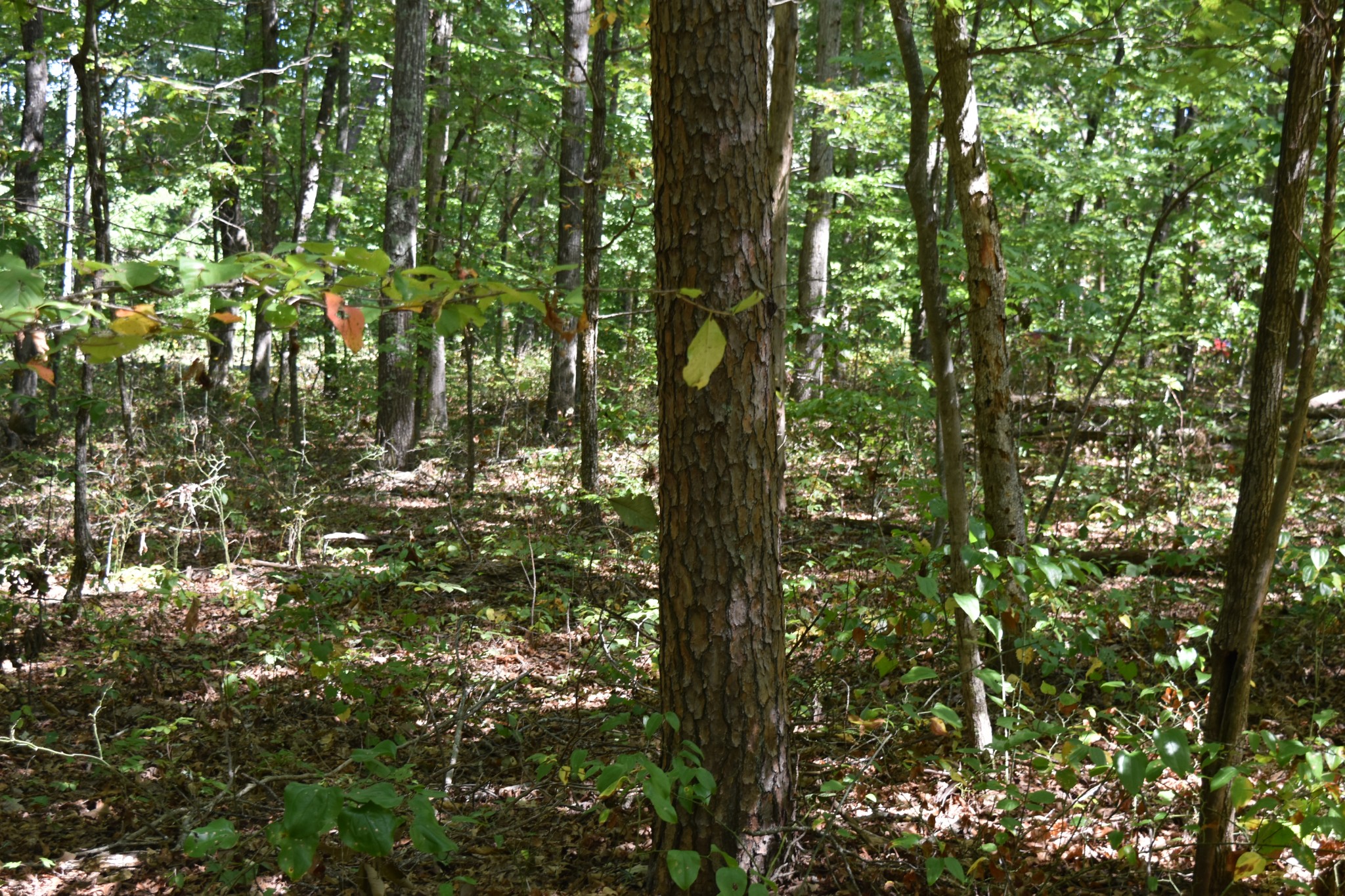 0 Lower Firetower Road Property Photo 10
