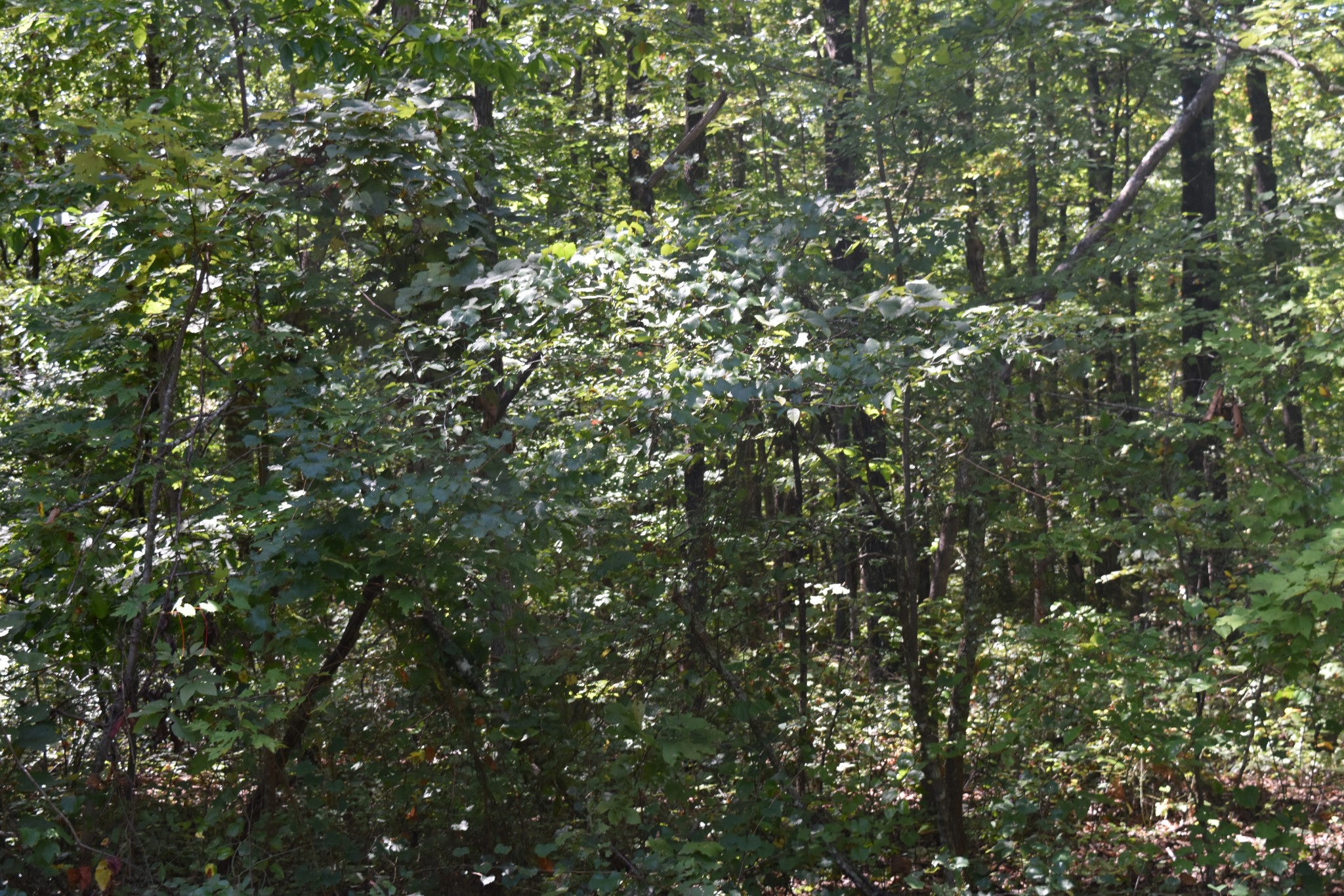 0 Lower Firetower Road Property Photo 11