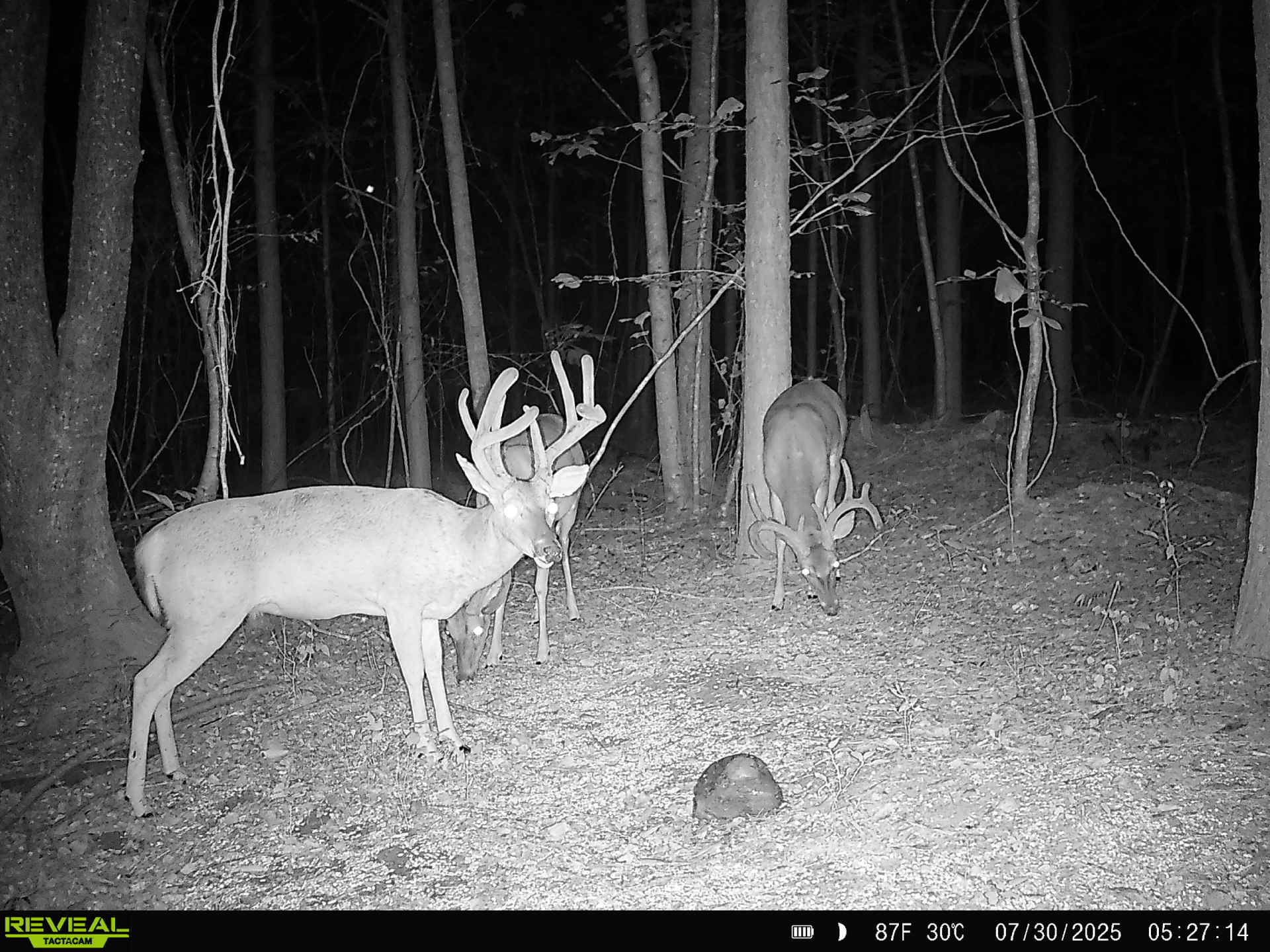 837 Womble Ridge Rd Property Photo 63