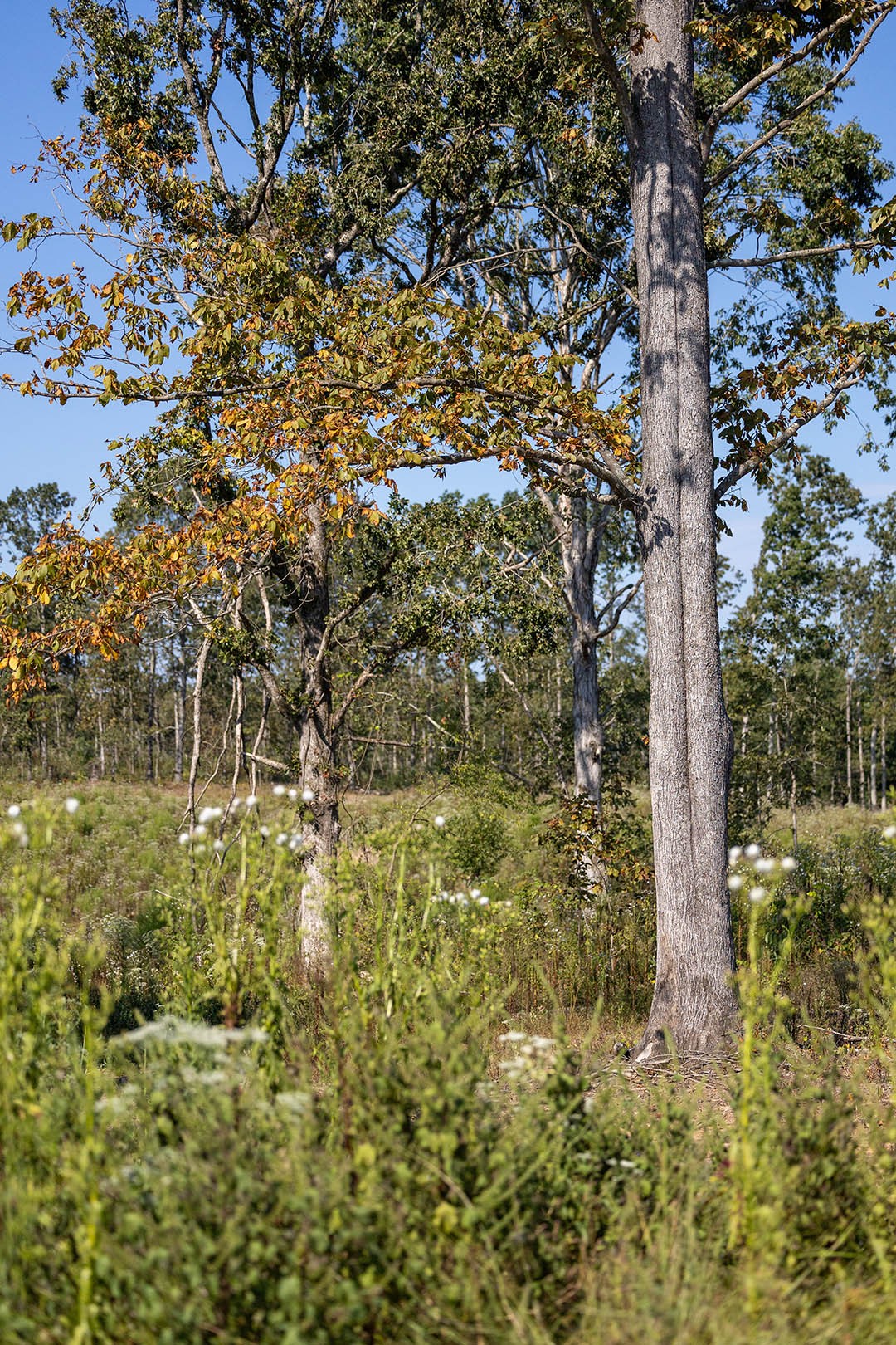 0 Second Creek Road Property Photo 38