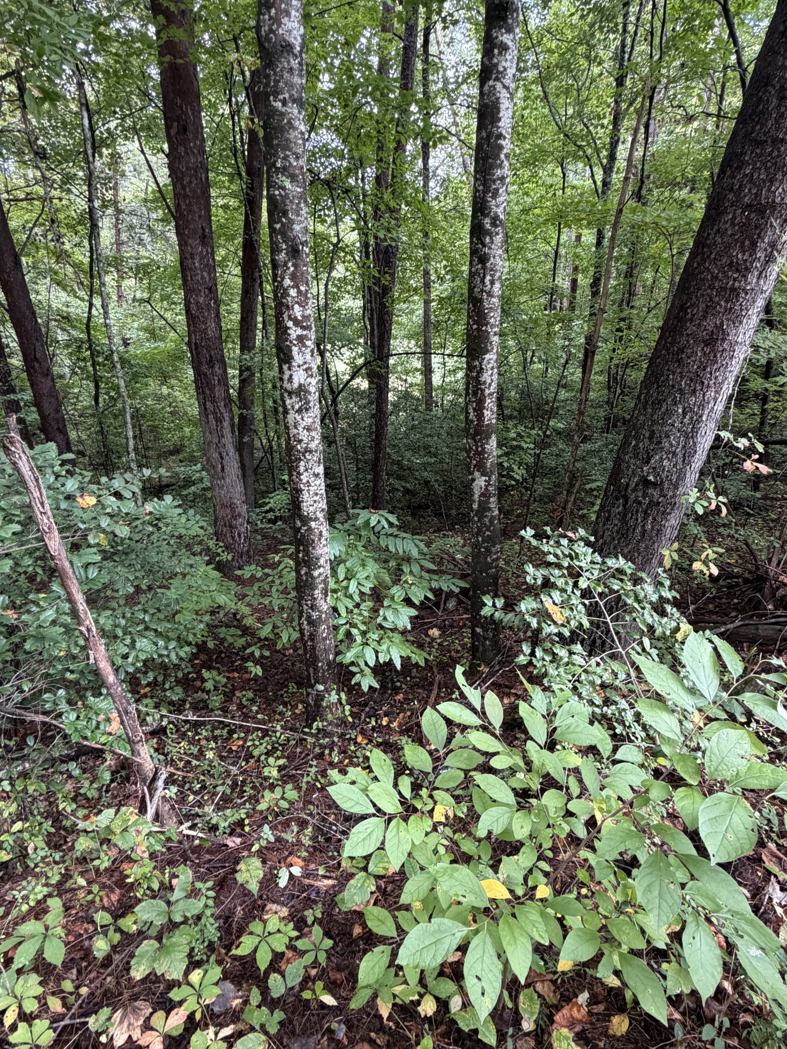 0 Little Wolfcreek Road Property Photo 1
