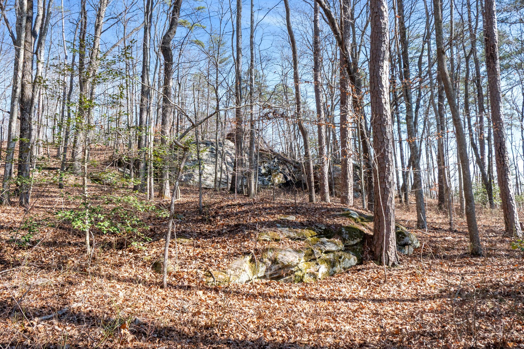 0 Tall Tree Trail Property Photo 1