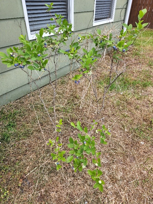 1812 Eastside Ave Property Photo 21