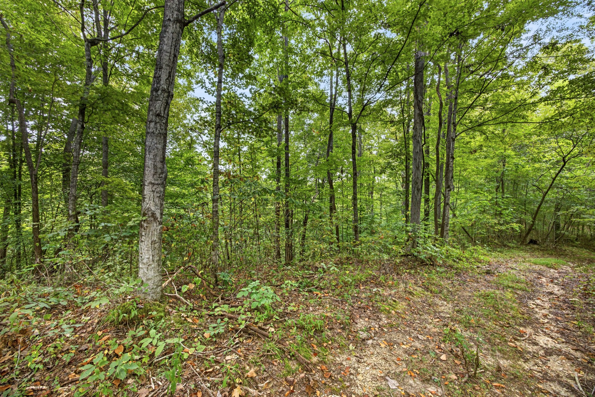 0 Timber Ridge Lane Property Photo 3