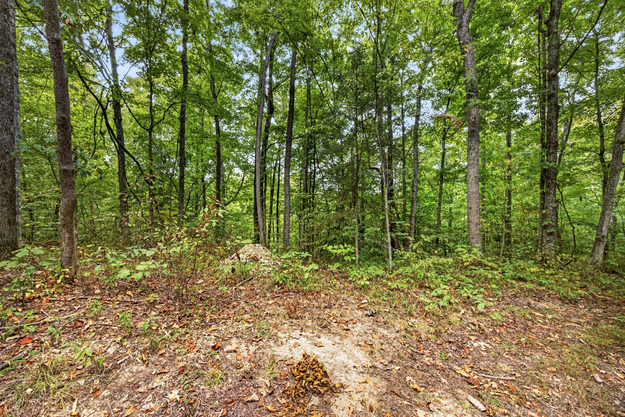 0 Timber Ridge Lane Property Photo 6
