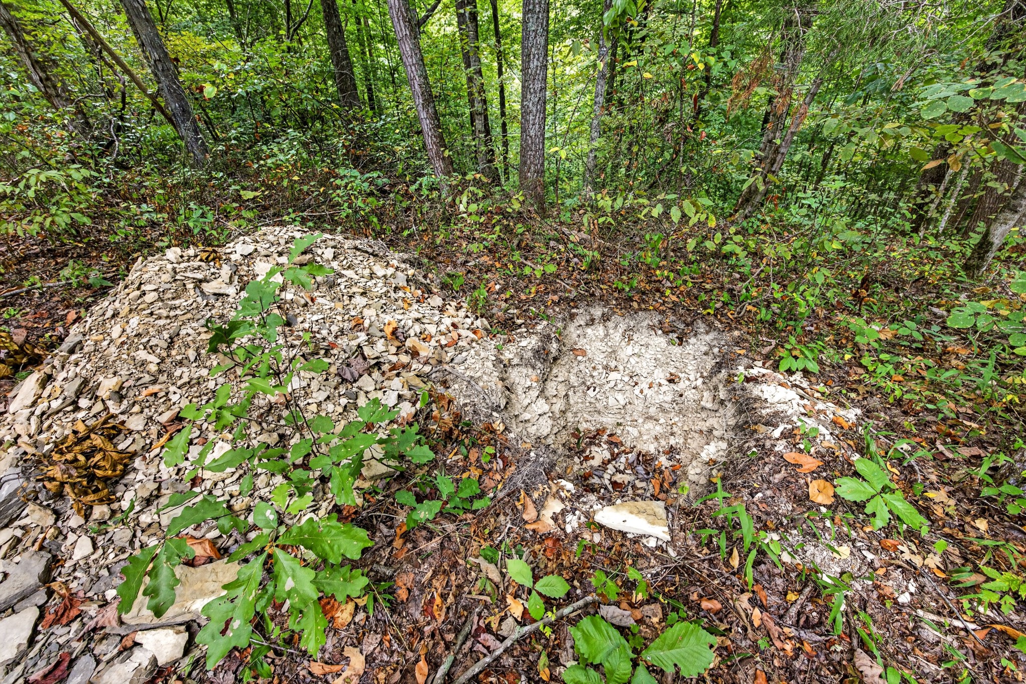 0 Timber Ridge Lane Property Photo 7