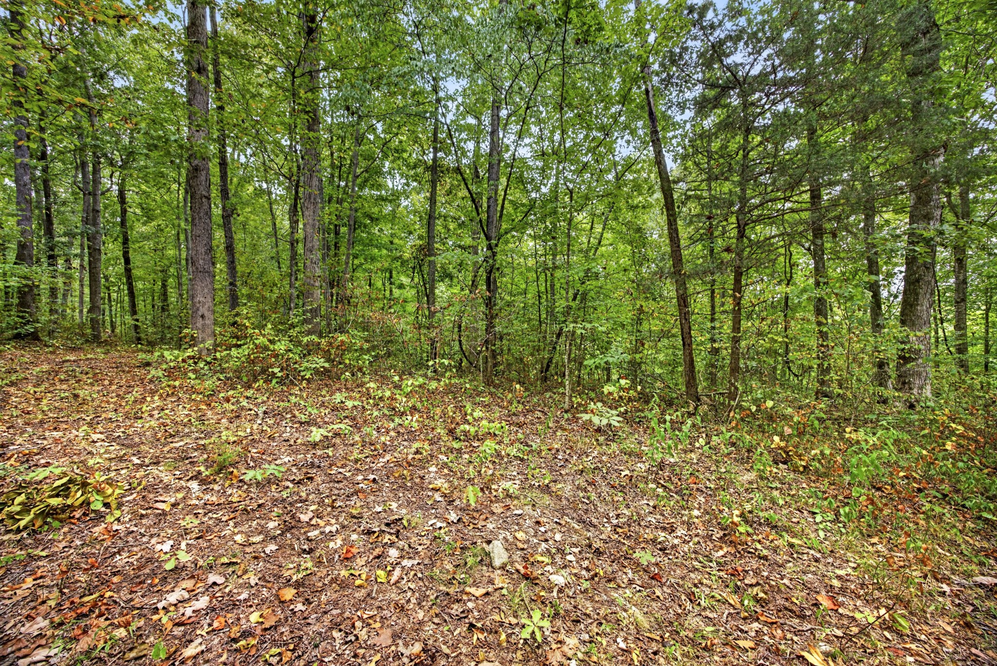 0 Timber Ridge Lane Property Photo 8