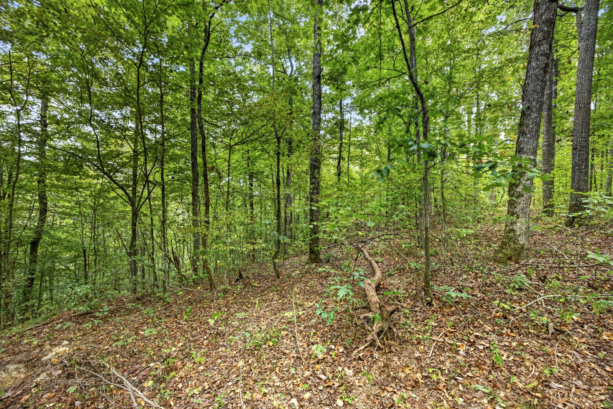 0 Timber Ridge Lane Property Photo 10