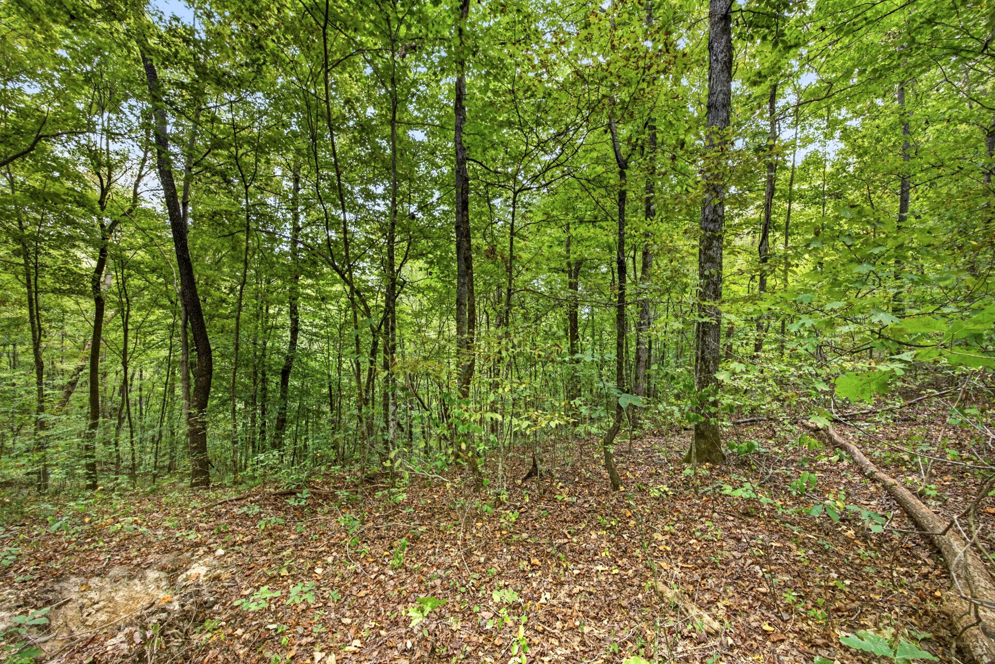 0 Timber Ridge Lane Property Photo 12
