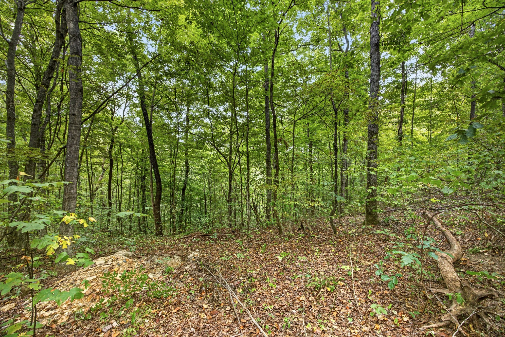 0 Timber Ridge Lane Property Photo 13