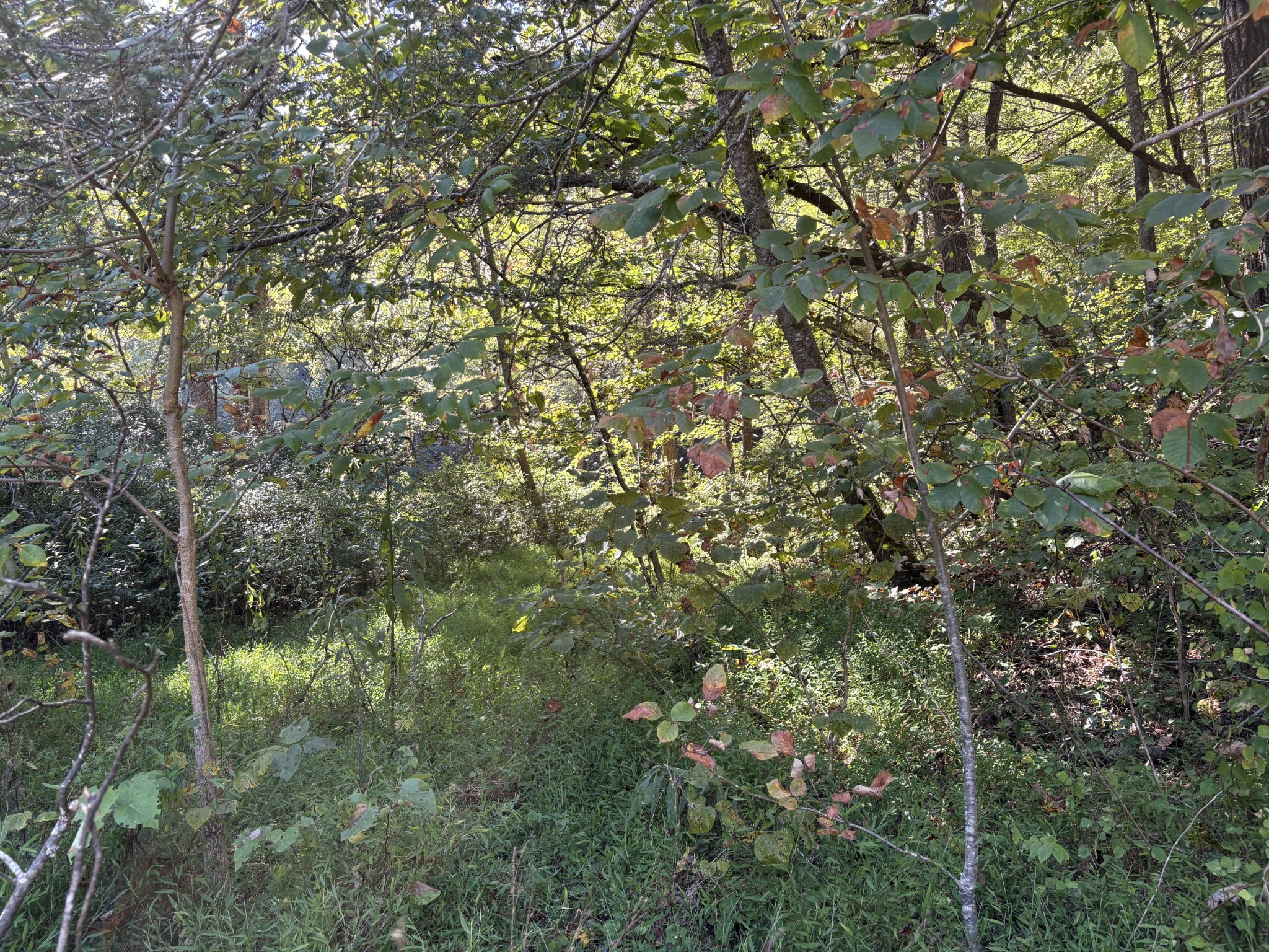 0 N Clearfork Rd Property Photo 2