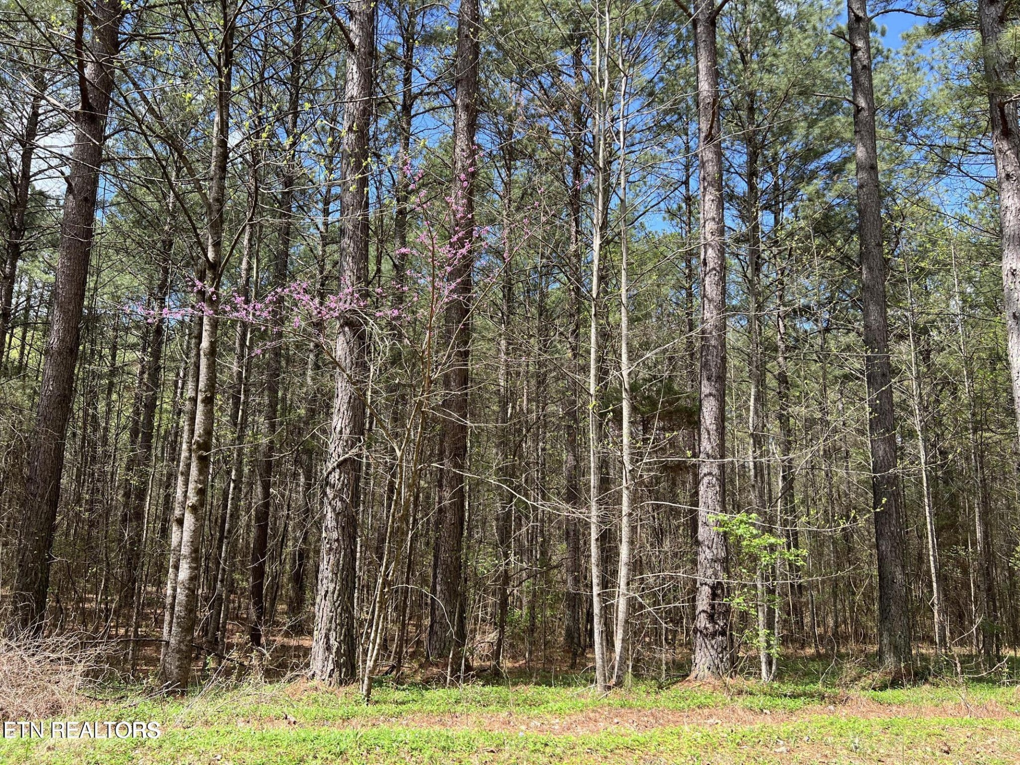 1727 Grand Pine Point Property Photo 14