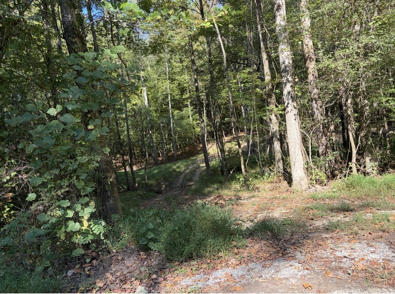 0 Davis Hollow Rd Property Photo 4