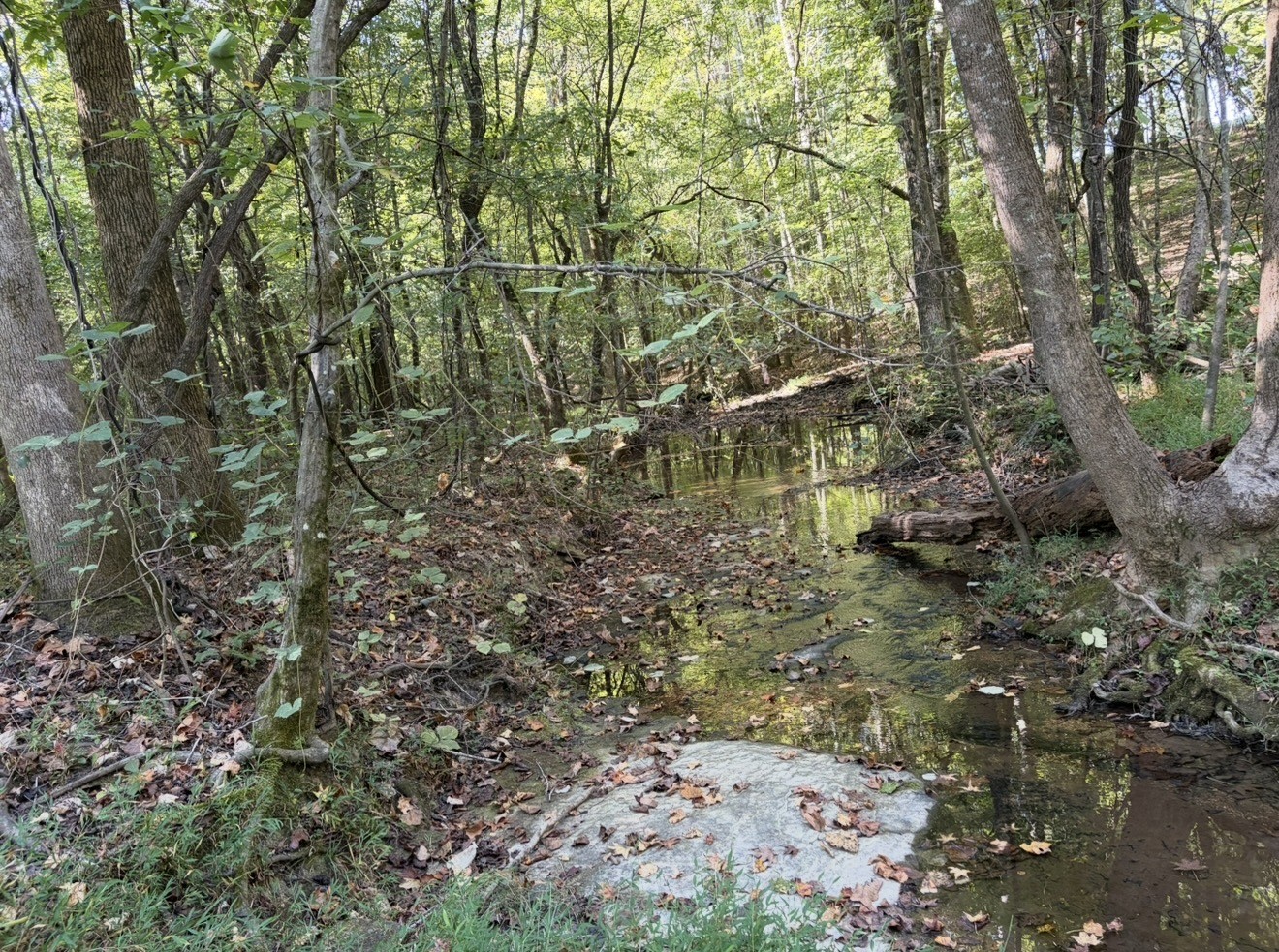 0 Davis Hollow Rd Property Photo 6