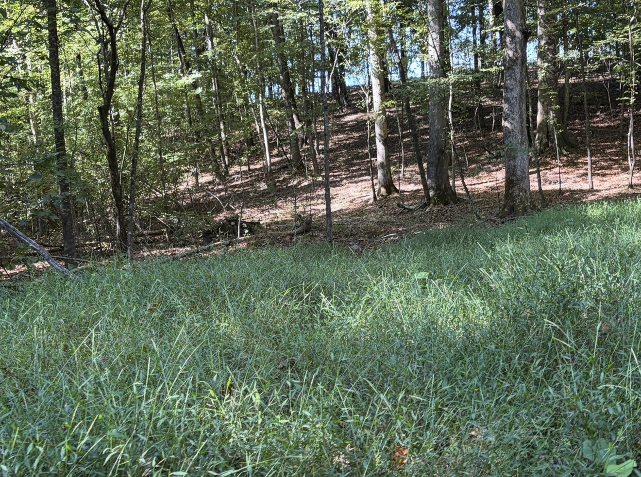 0 Davis Hollow Rd Property Photo 8