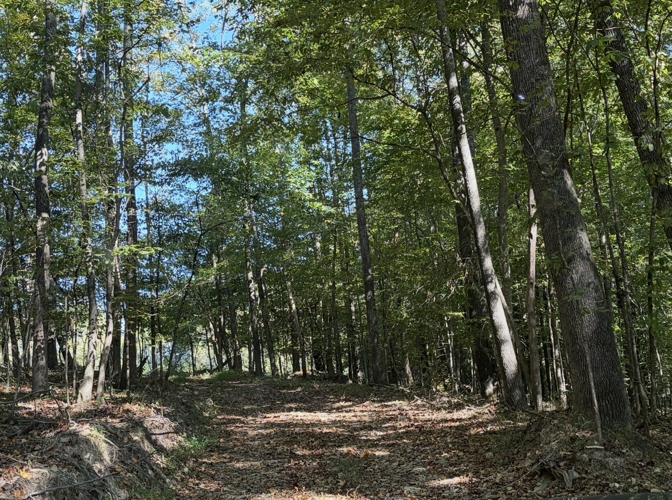 0 Davis Hollow Rd Property Photo 9