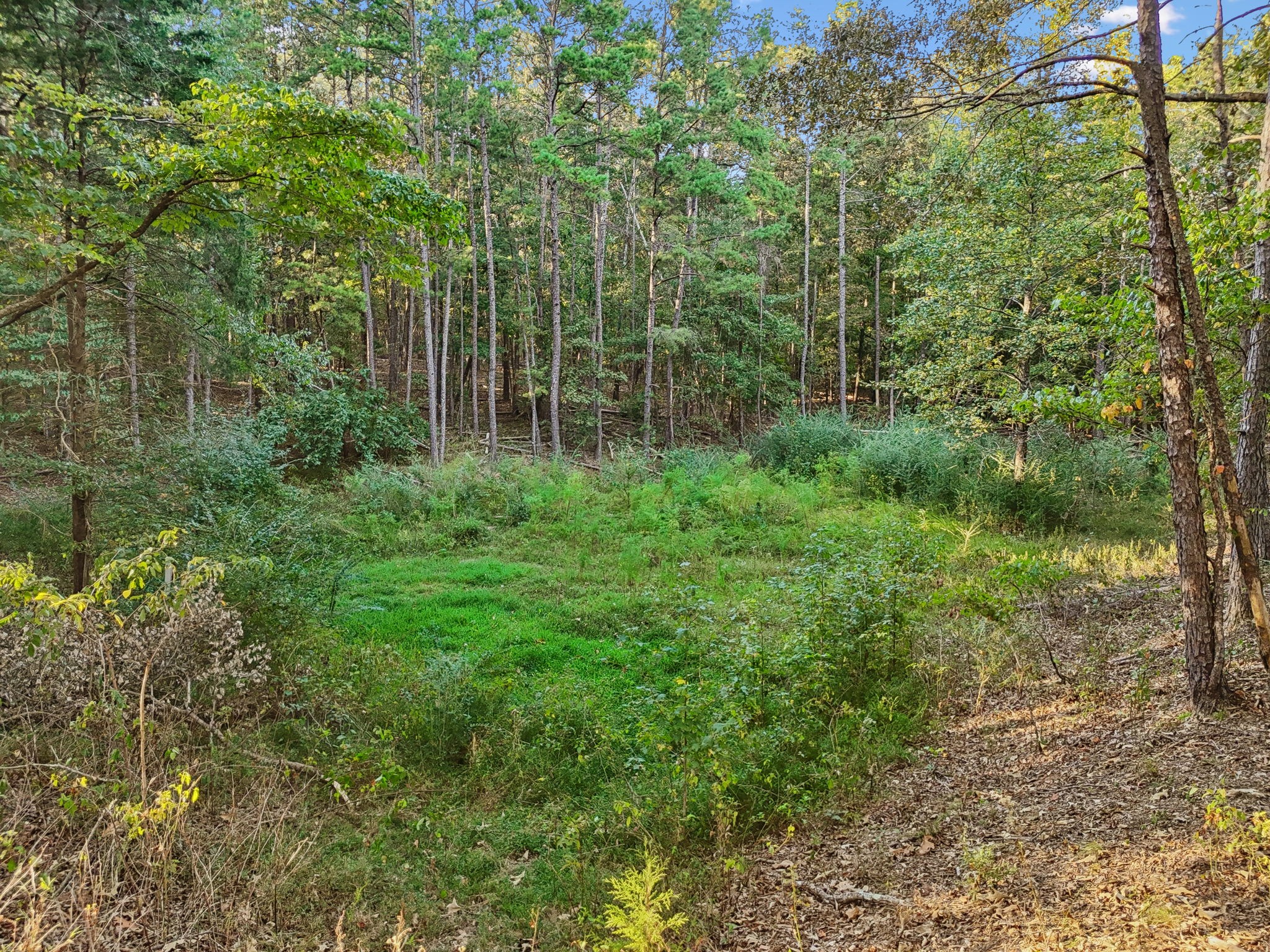 1116 Piney Rd Property Photo 7