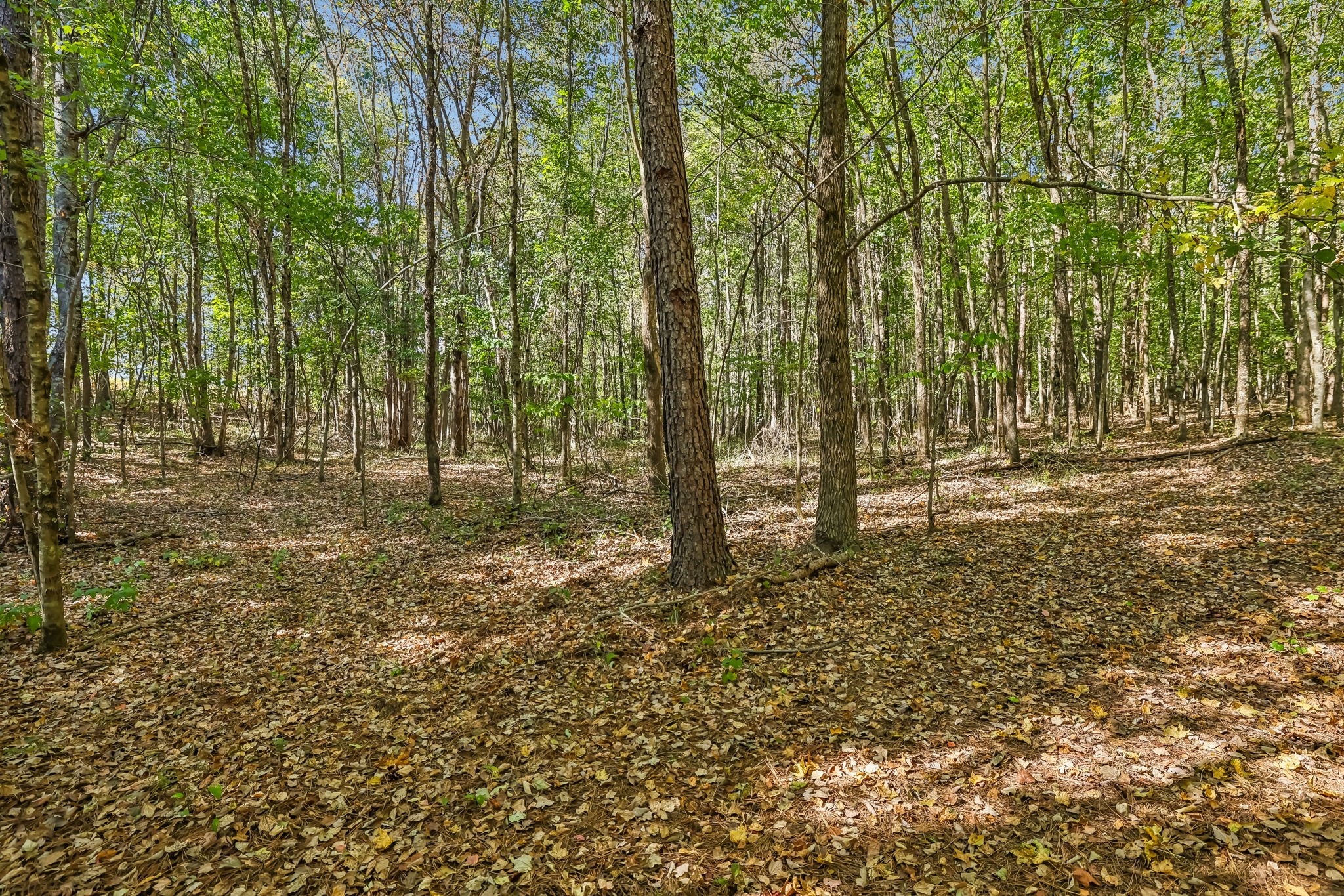 1116 Piney Rd Property Photo 29
