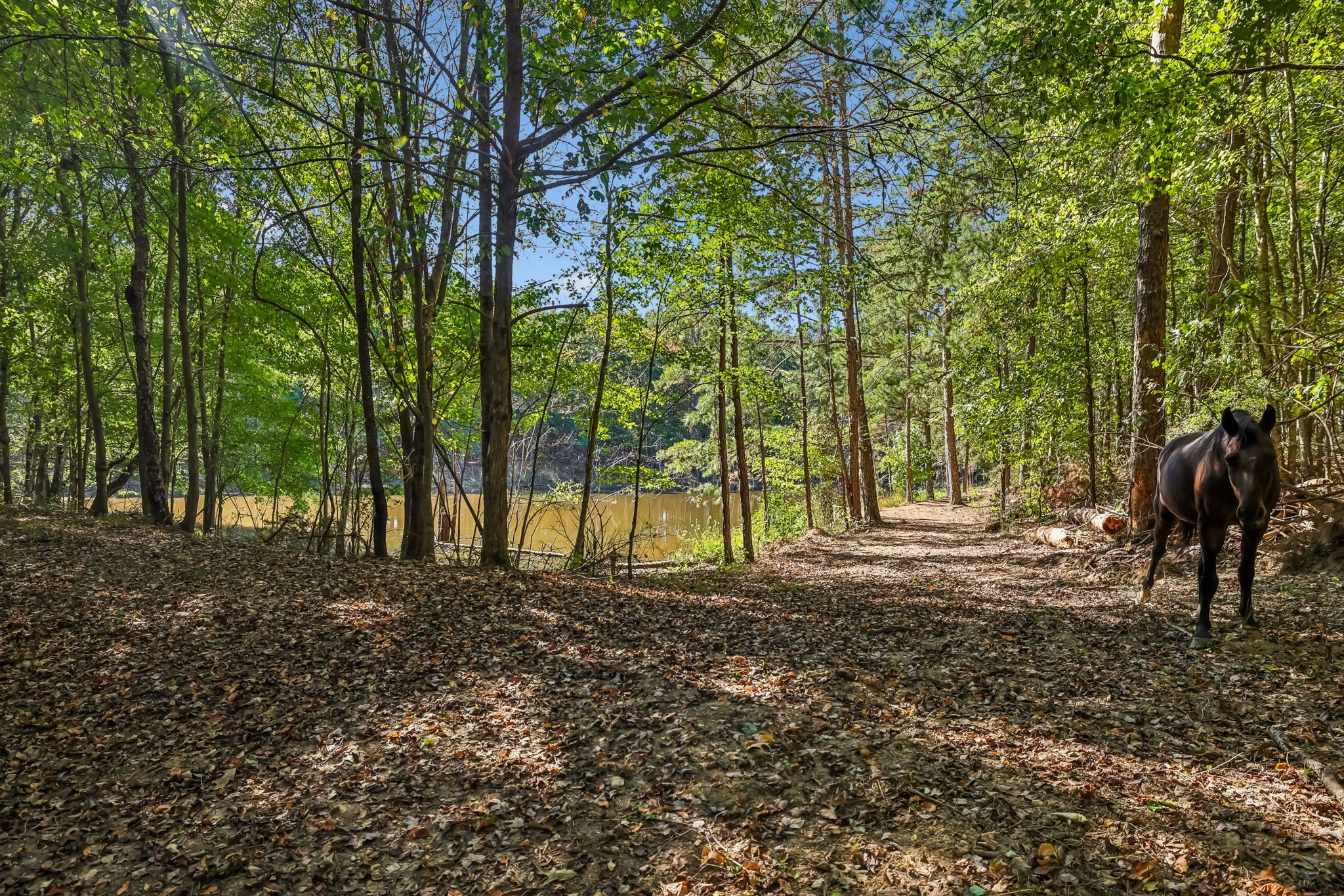 1116 Piney Rd Property Photo 33