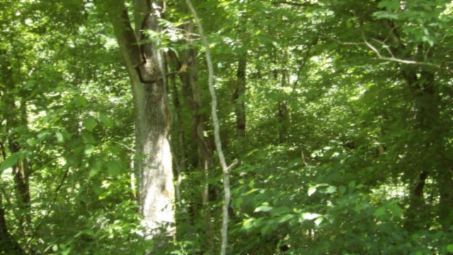 5155 Brimstone Creek Rd Property Photo 43