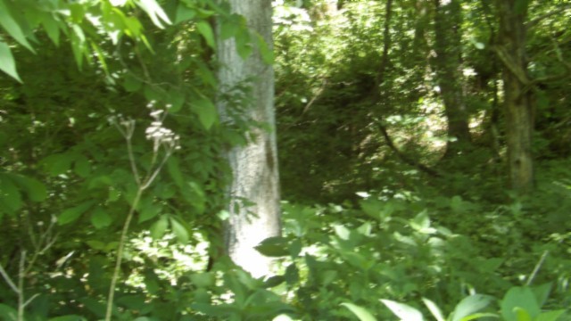 5155 Brimstone Creek Rd Property Photo 44