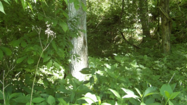 5155 Brimstone Creek Rd Property Photo 45