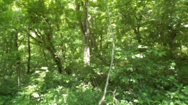 5155 Brimstone Creek Rd Property Photo 46