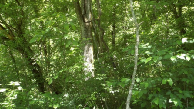 5155 Brimstone Creek Rd Property Photo 47