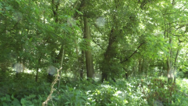 5155 Brimstone Creek Rd Property Photo 49