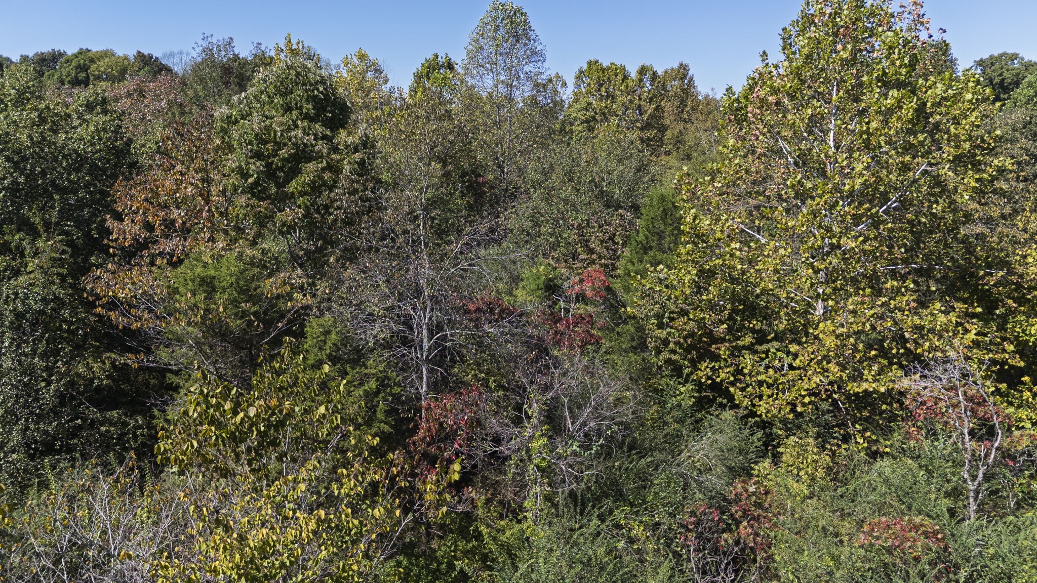 0 Bear Creek Road S Property Photo 28