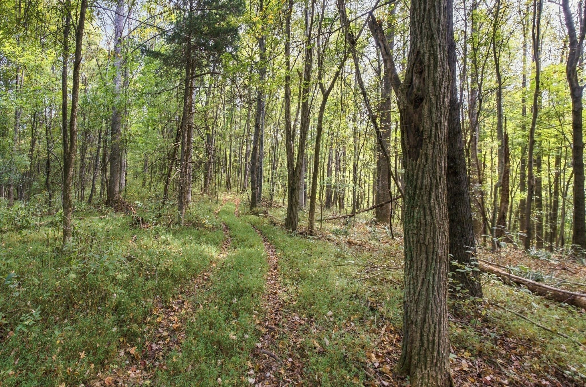 1244 Morrison Creek Rd Property Photo 94