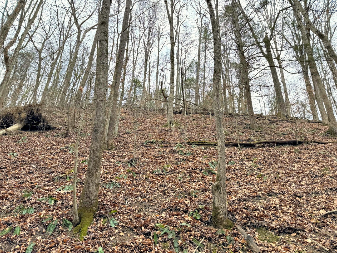 520 Johnny Carrier Hollow Rd Property Photo 1