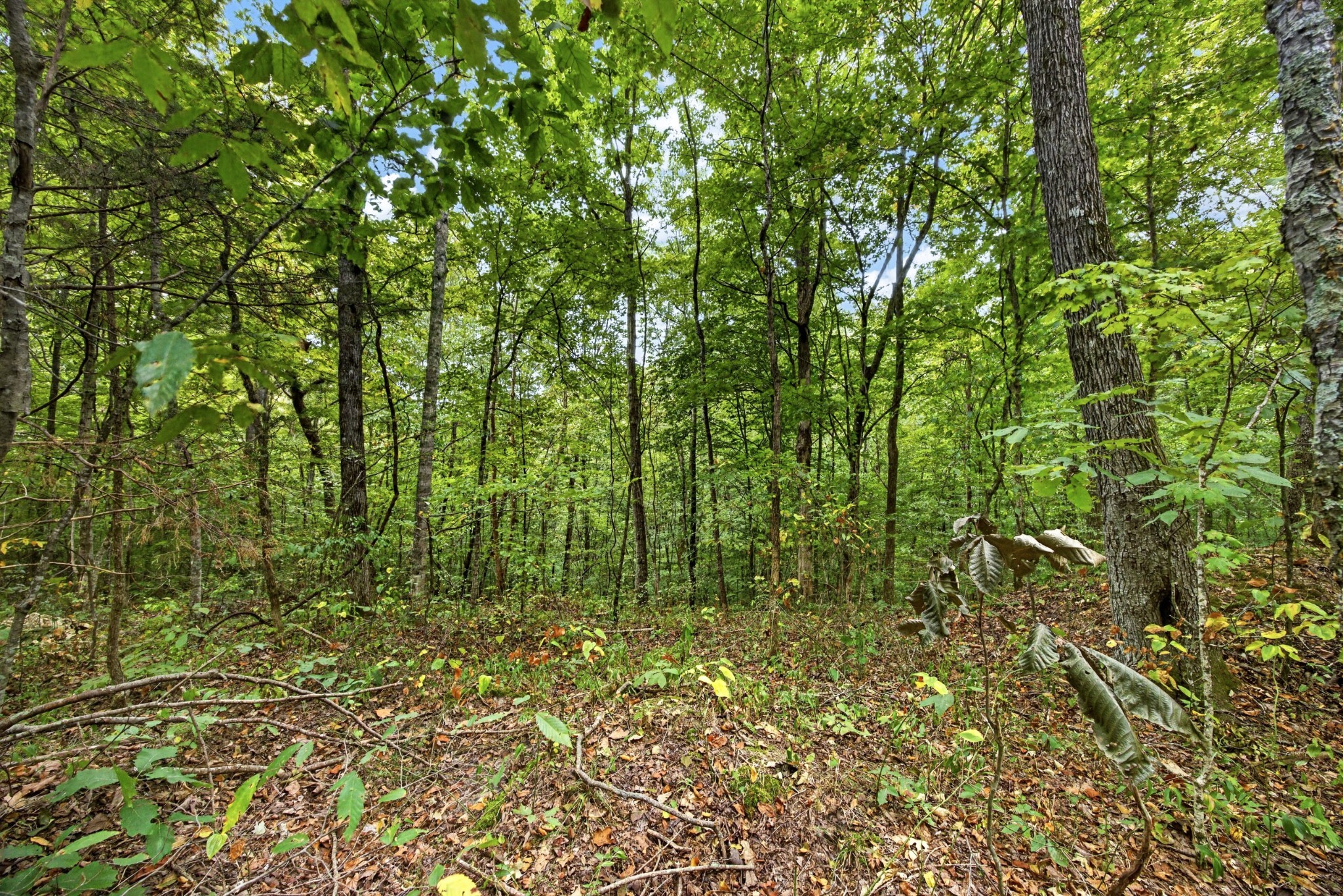 0 Timber Ridge Lane Property Photo 1